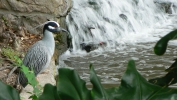 PICTURES/San Antonio Riverwalk/t_Heron1.JPG